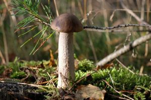 收息股組合的建立與管理指南