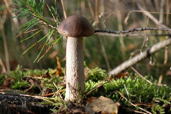 收息股組合的建立與管理指南