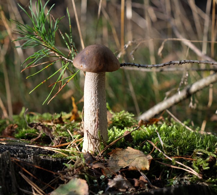 收息股組合的建立與管理指南