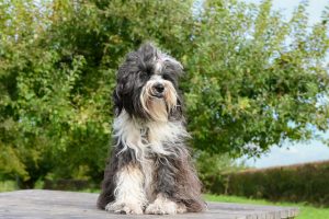 香港寵物友善酒店 ─ 與毛孩共享歡樂時光的最佳選擇