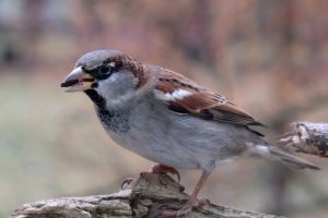 珍禽異獸醫院：專業守護珍稀動物健康的前沿堡壘