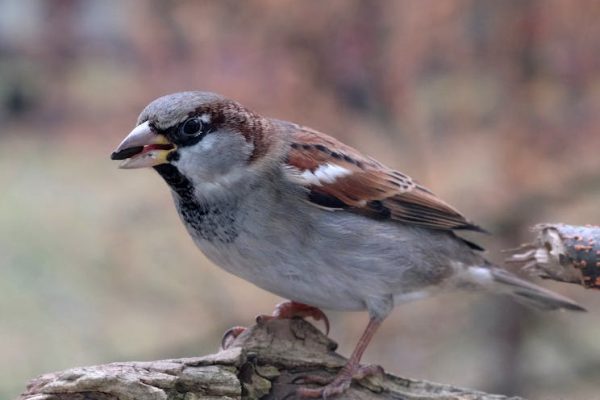 珍禽異獸醫院：專業守護珍稀動物健康的前沿堡壘